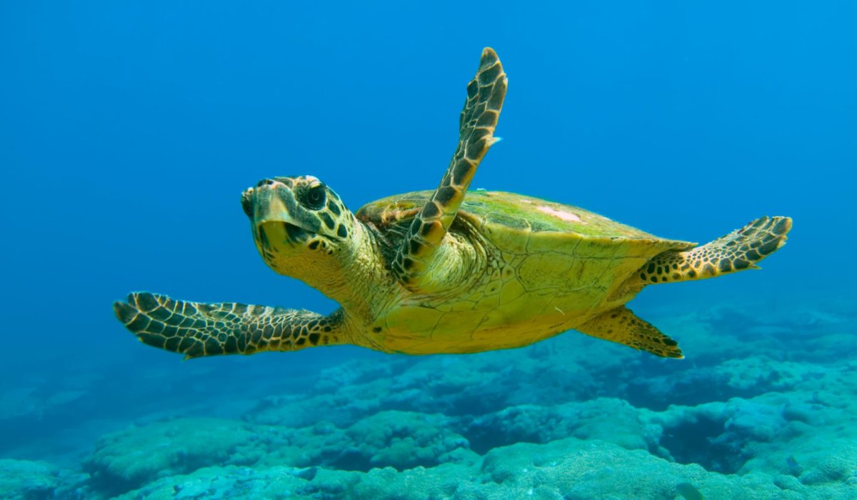 Marmaris Dalyan & Turtle Beach By Bus - 4
